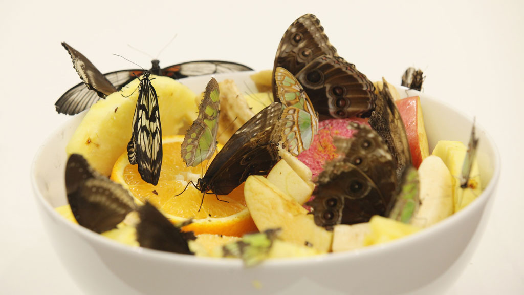 Butterflies die during Hirst exhibition Channel 4 News