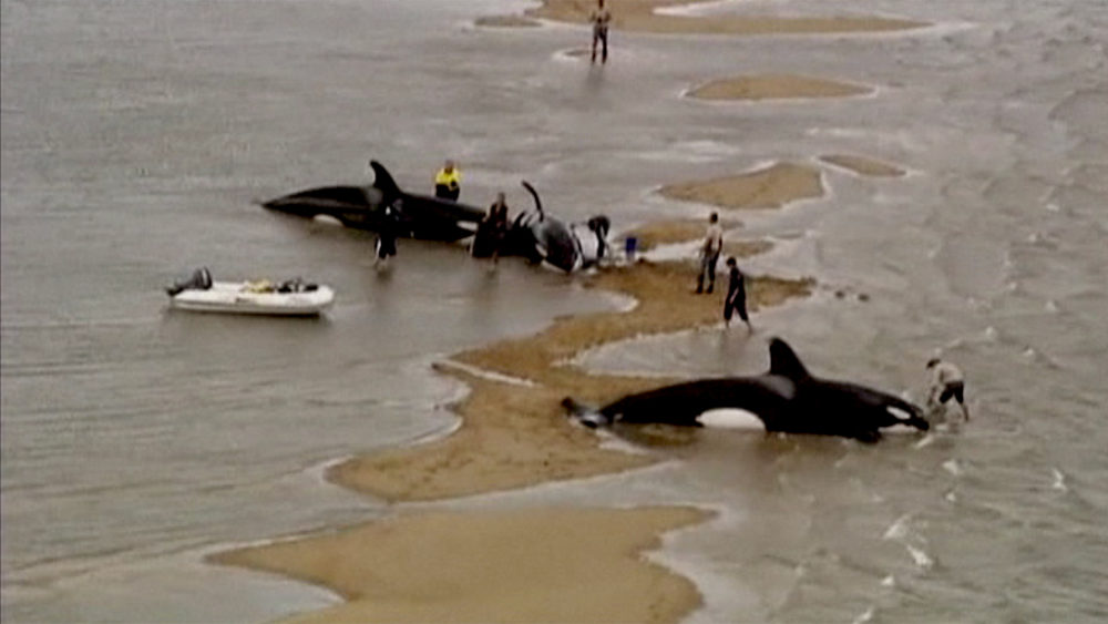 Killer whales rescued off Australia coast Channel 4 News