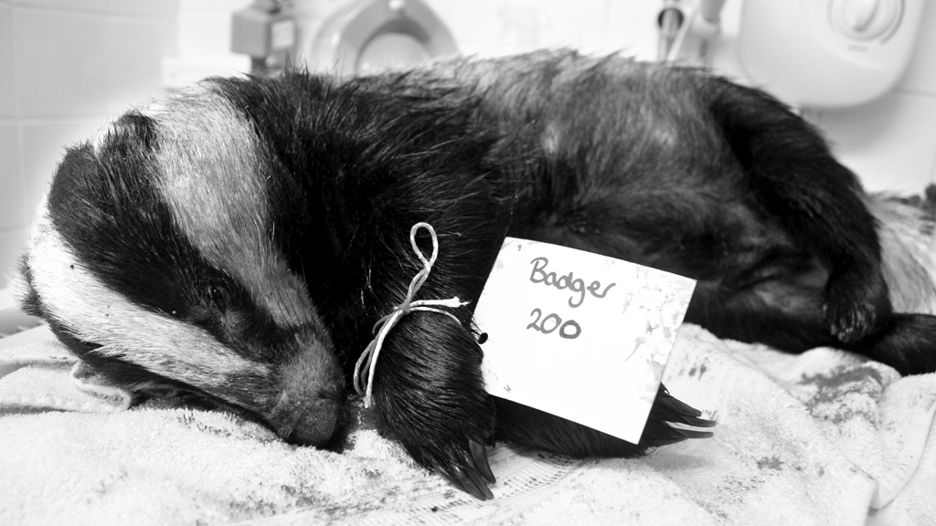 Badger post mortems raise further questions over cull Channel 4 News