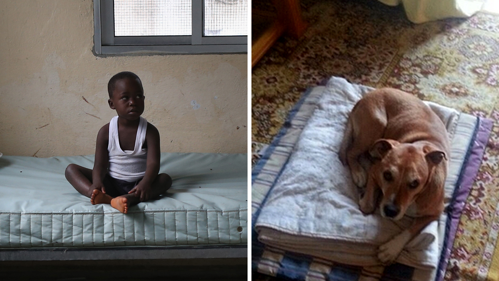 Who matters? 300,000 petition to save ‘Ebola dog’ Channel 4 News