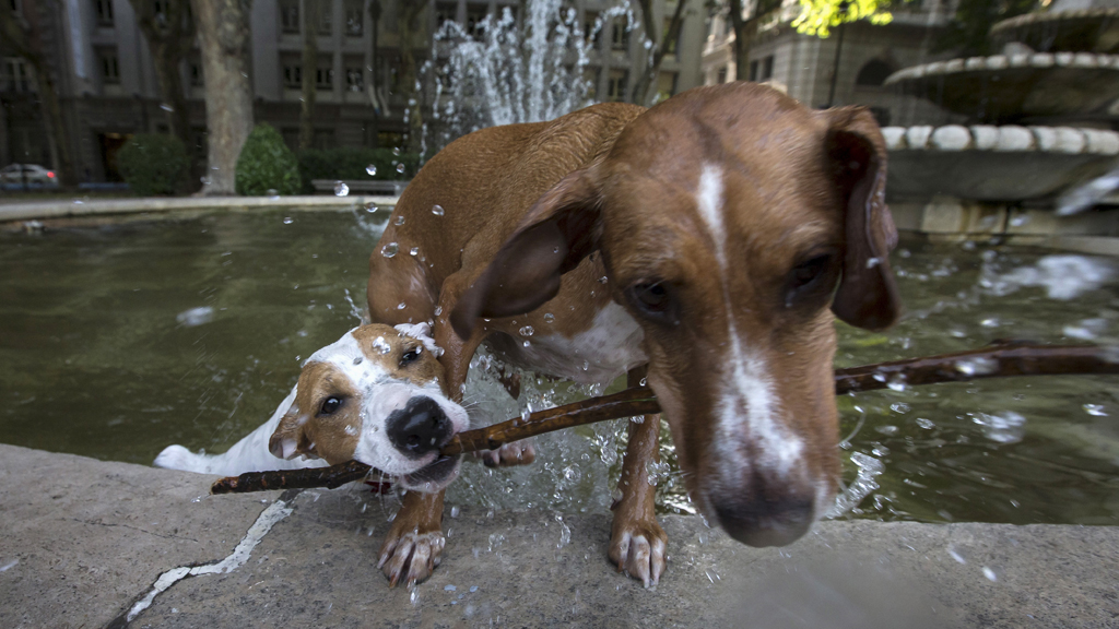Can you smash a car window to rescue a dog from the heat? Channel 4 News