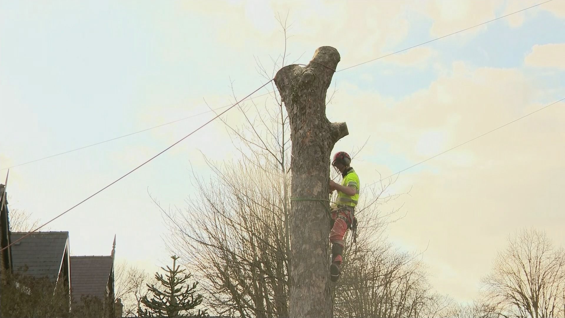 Sheffield’s felled trees Channel 4 News