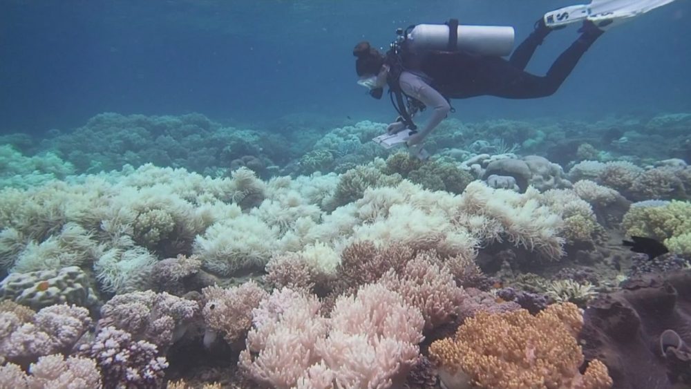 Great Barrier Reef damaged by climate change – Channel 4 News