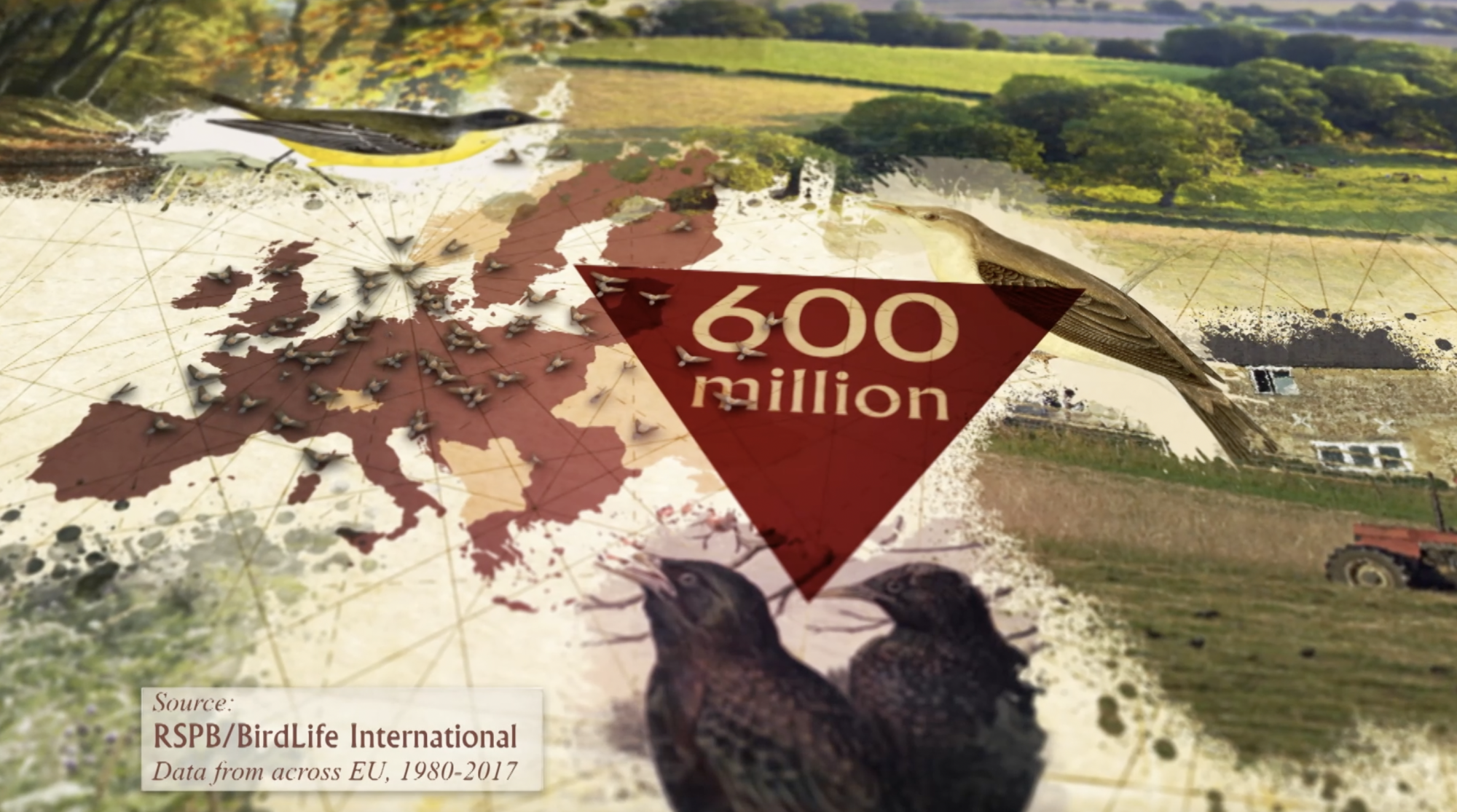 Around 600 million birds lost in 40 years, RSPB study finds – Channel 4 ...