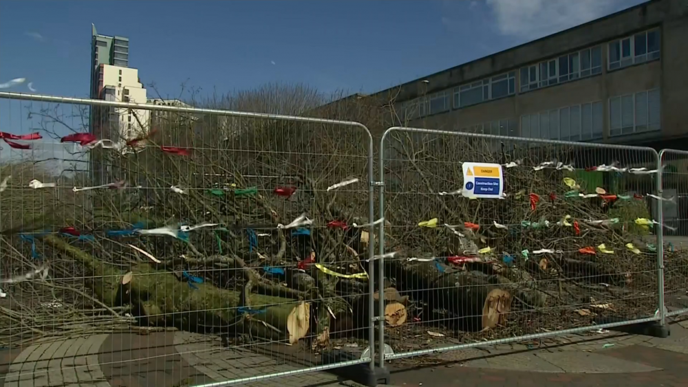Campaigners save 19 trees in Plymouth from being felled Channel 4 News
