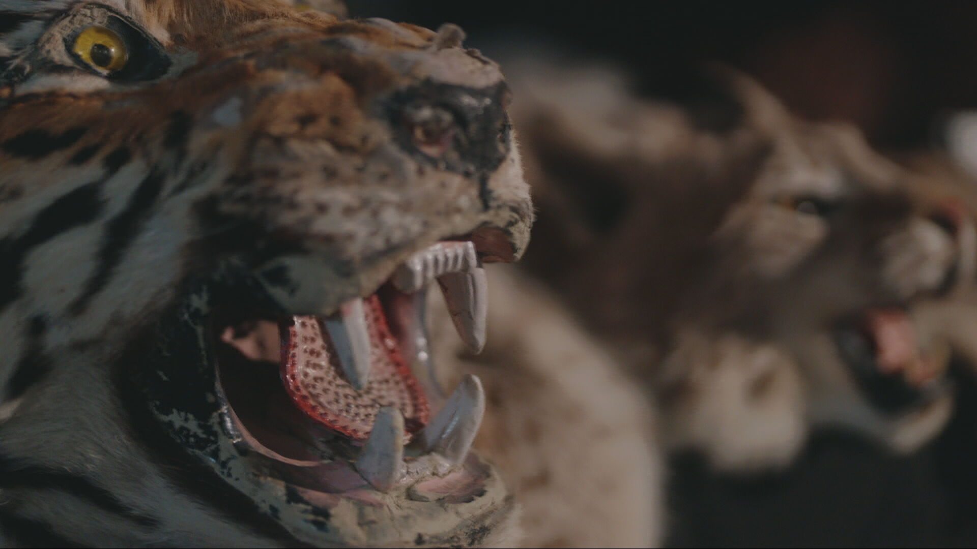 Authorities crack down on illegal wildlife trade – Channel 4 News