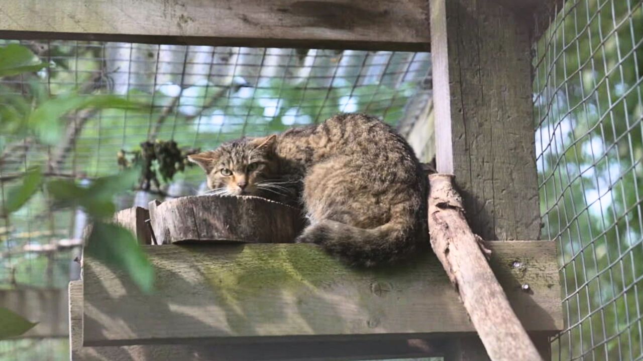 Scottish wildcat