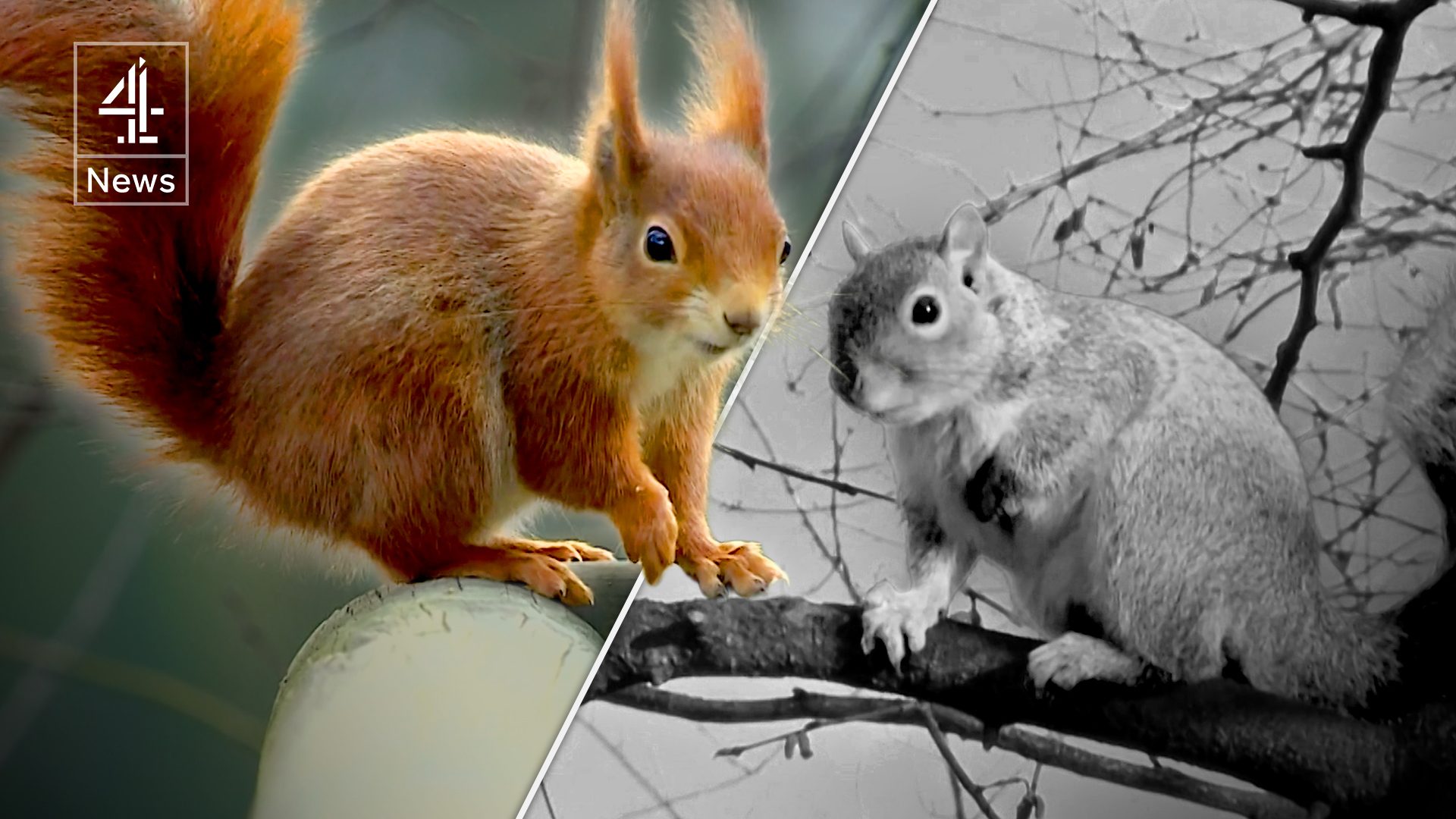 Red squirrels rise again as Aberdeen begins to eliminate American greys