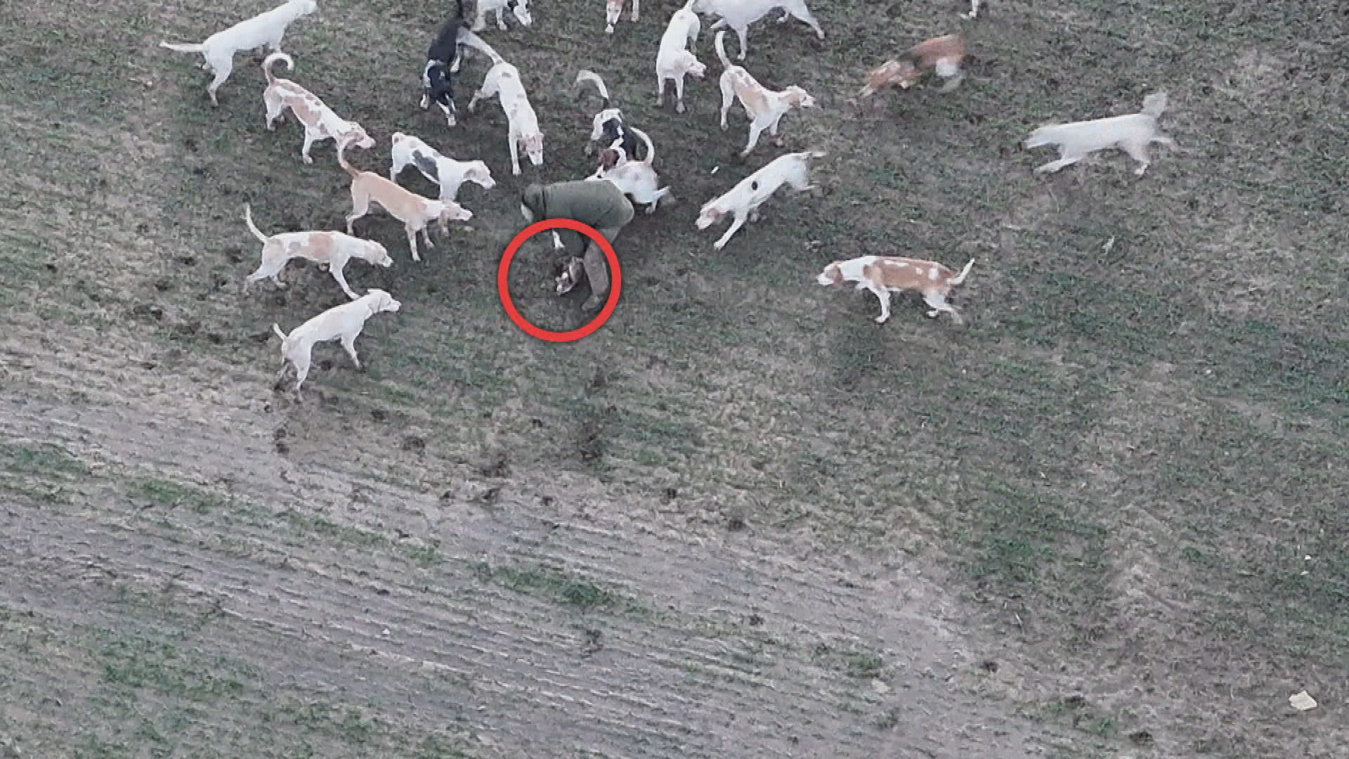 Government to consult on banning trail hunting amid illegal fox hunting concerns