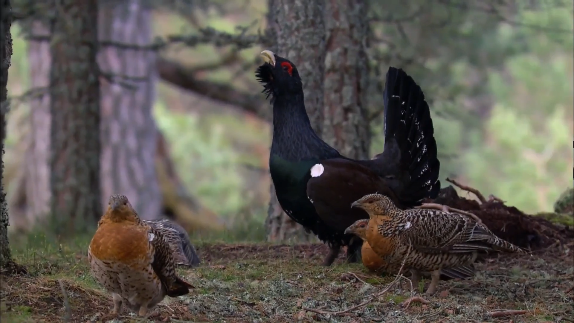Scotland’s rare capercaillie shows recovery after years of decline
