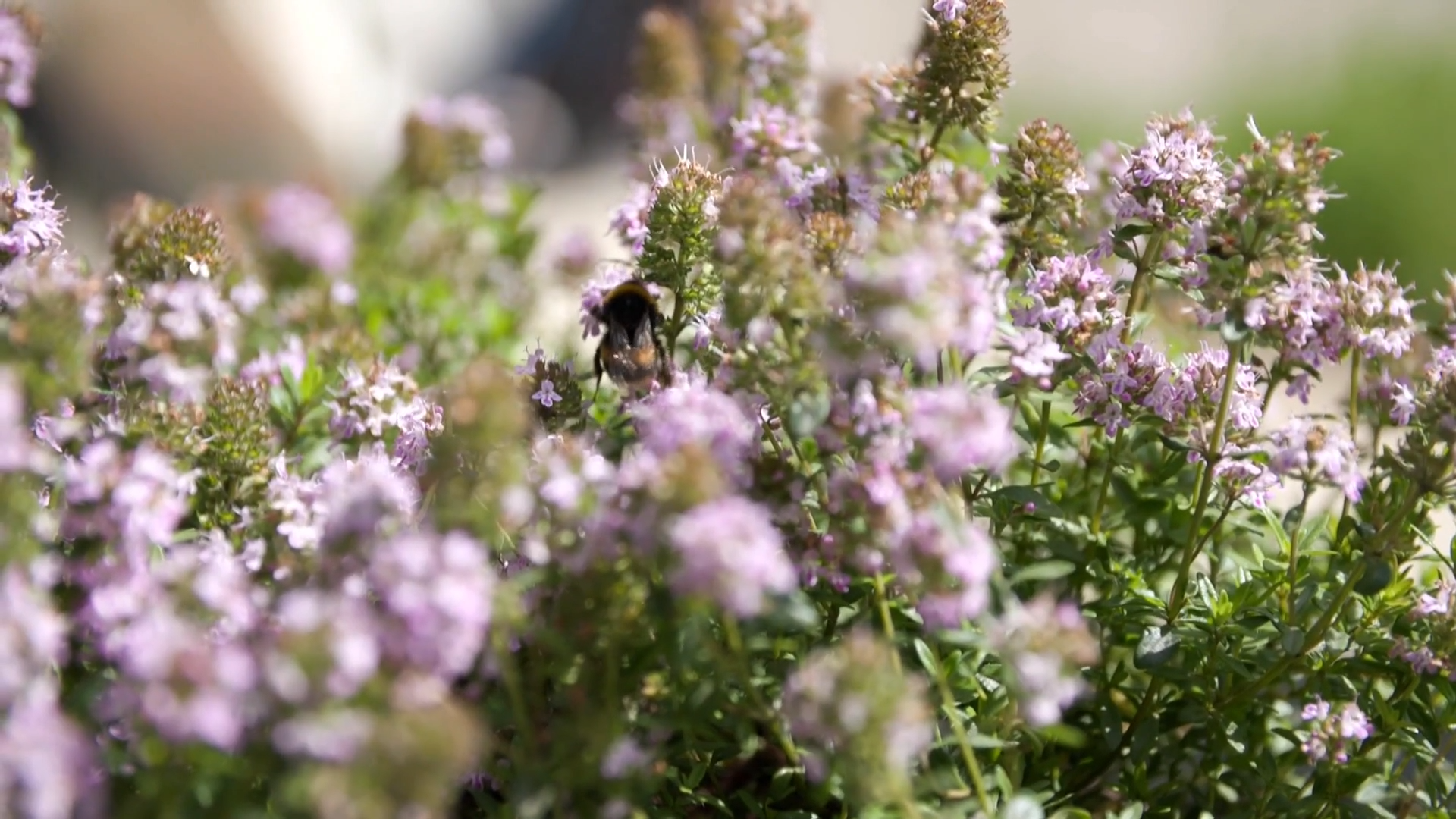 Bats, blooms and food banks: Chelsea Flower Show gets underway