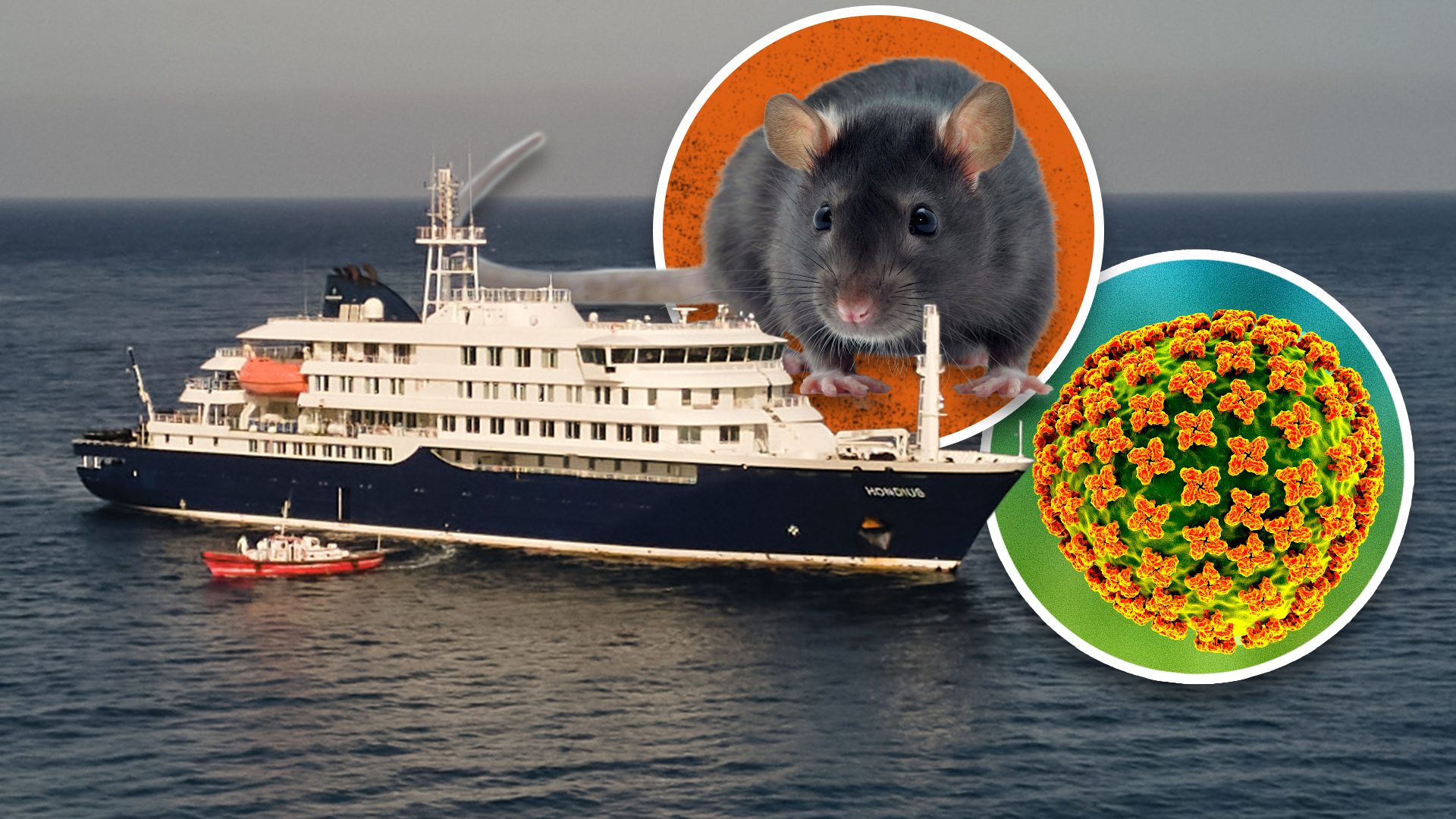 Landfill bird-watching investigated as cause of hantavirus outbreak