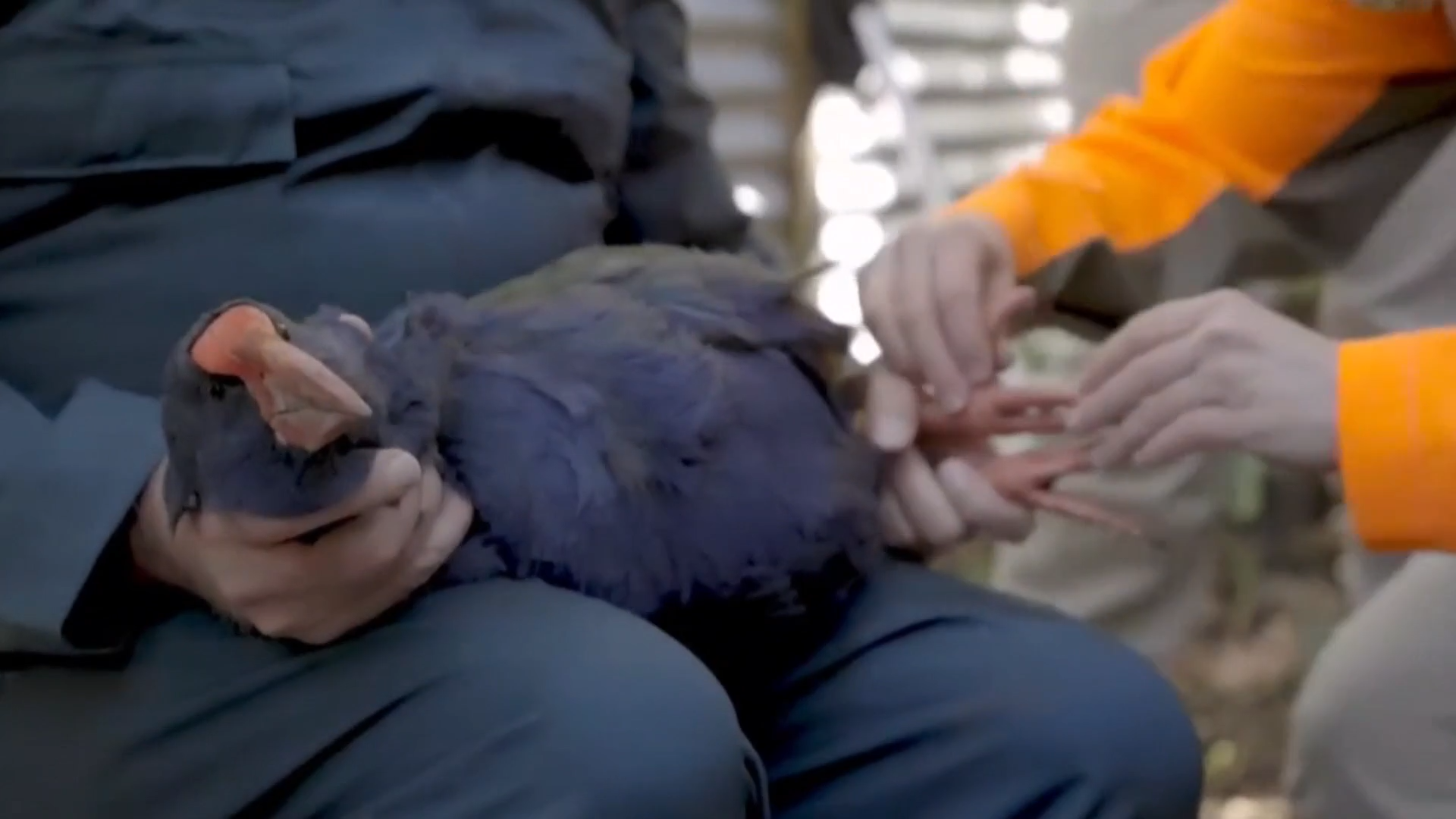 Fears avian flu outbreak could wipe out New Zealand’s rare birds