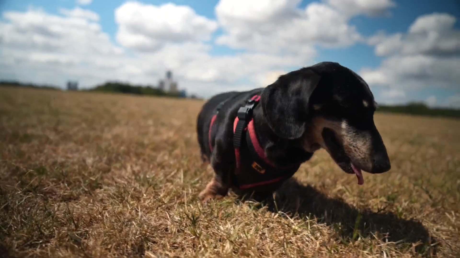 Common pet flea treatment ‘should be banned’ due to environment concerns