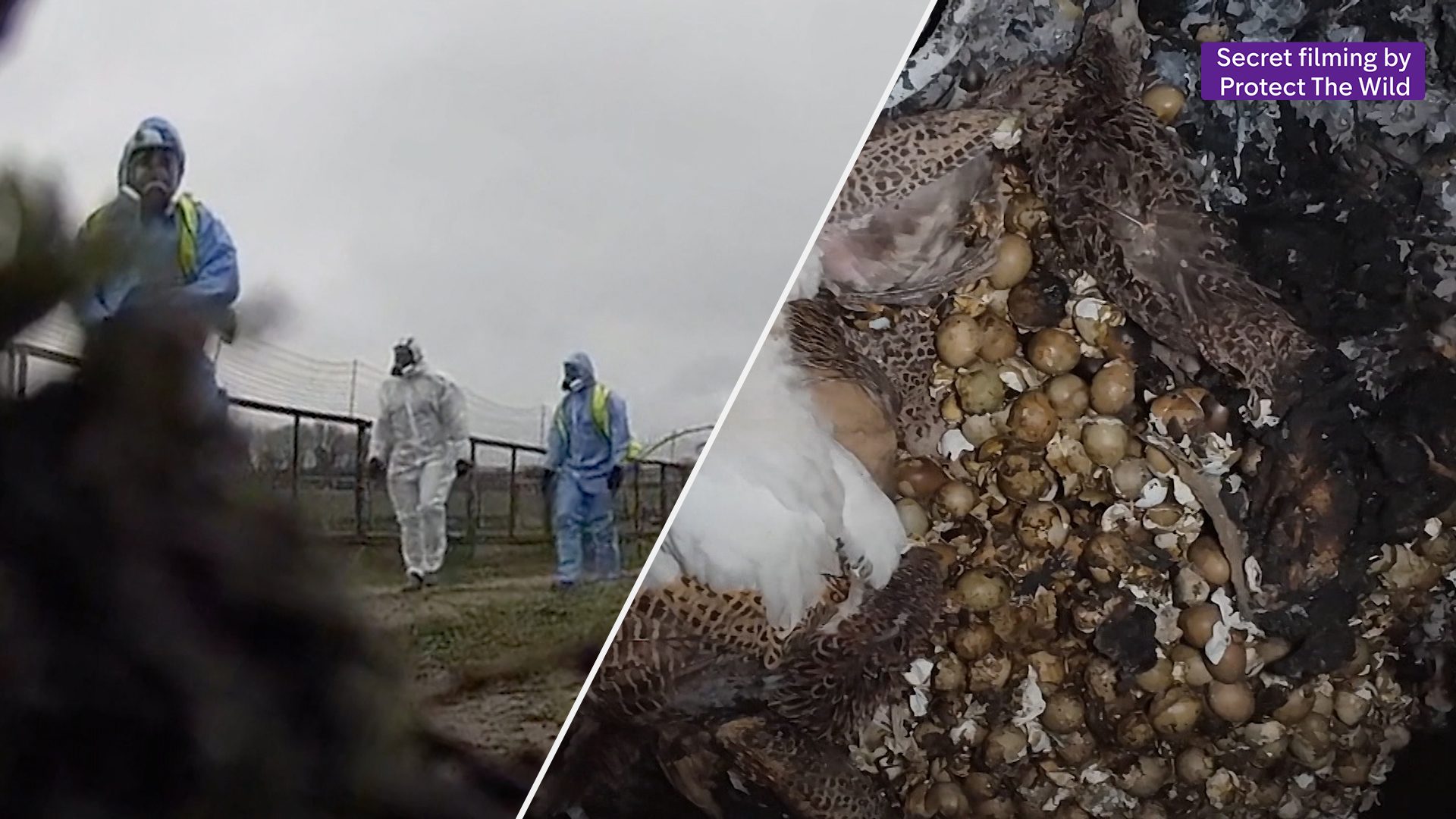The dark side of Britain’s gamebird shooting industry